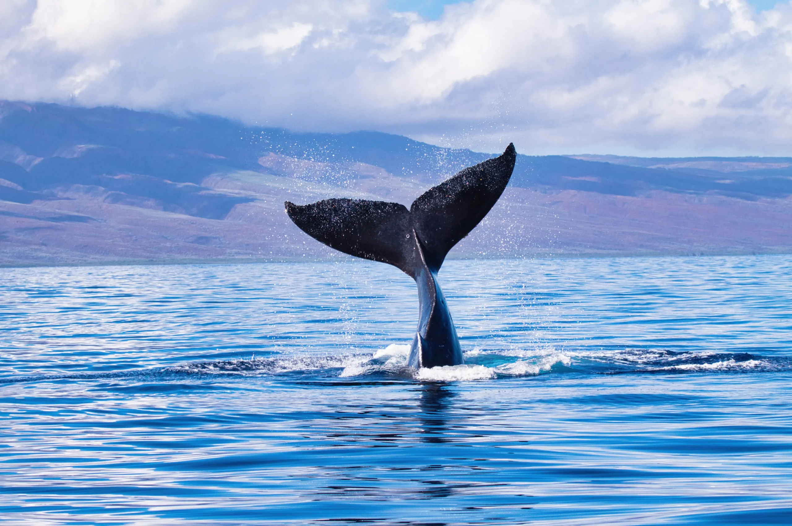 Whale Pass - Prince of Wales Island img